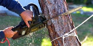 Best Tree Risk Assessment  in Shoh, IL