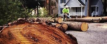 Best Palm Tree Trimming  in Shoh, IL