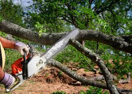 Best Leaf Removal  in Shoh, IL