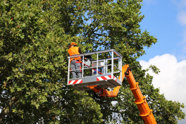 Best Tree Trimming and Pruning  in Shoh, IL