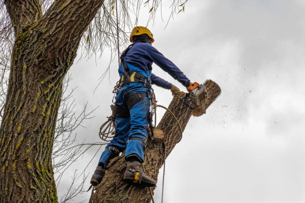  Shoh, IL Tree Services Pros