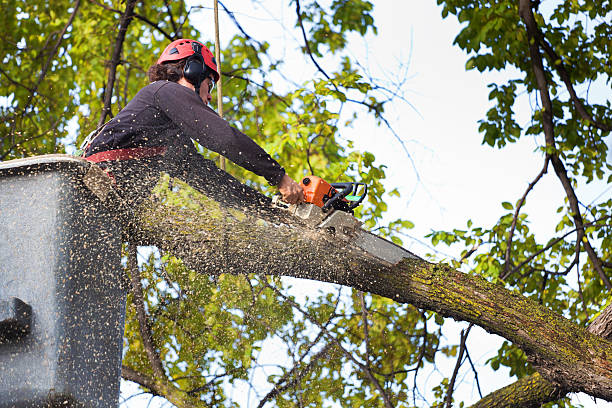 Best Arborist Consultation Services  in Shoh, IL